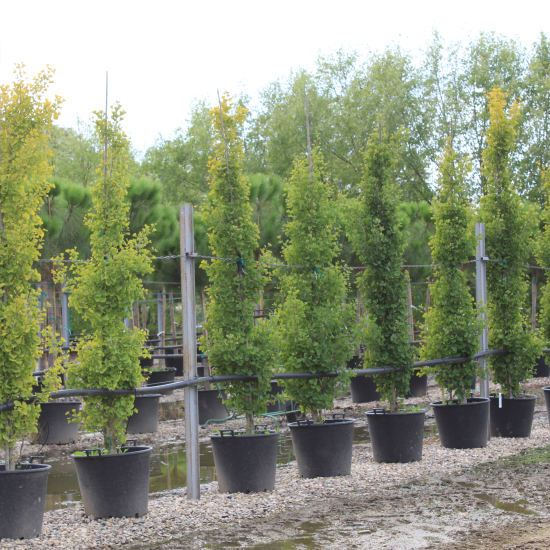 Arbre aux quarante écus 'Fastigiata gold flame'