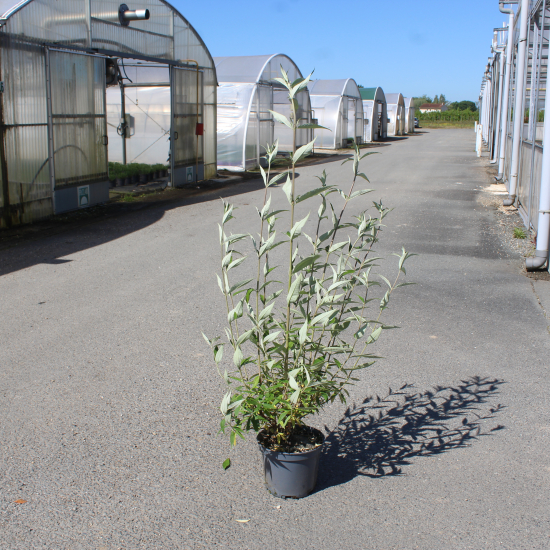 Arbre aux papillons Black Knight