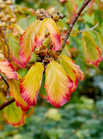 Parrotie de perse 'Vanessa'