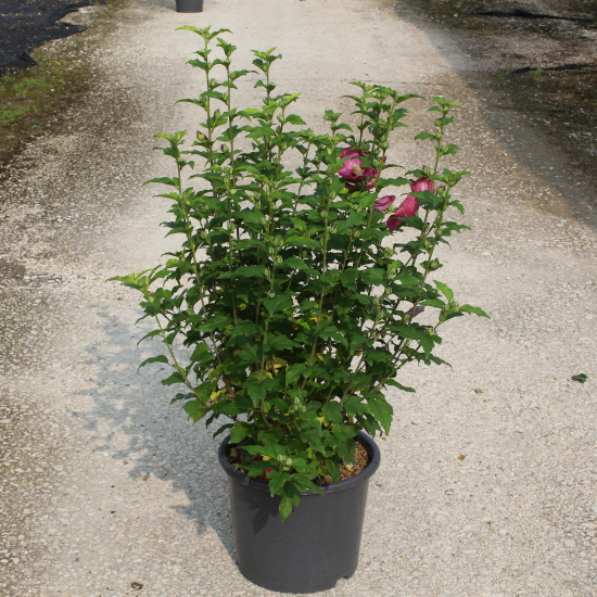 Althéa 'Woodbridge rge clair'