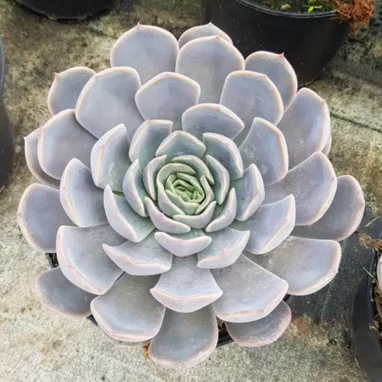 Echeveria 'Orion' — succulente en rosette grise vue de dessus · Pot 2.5L