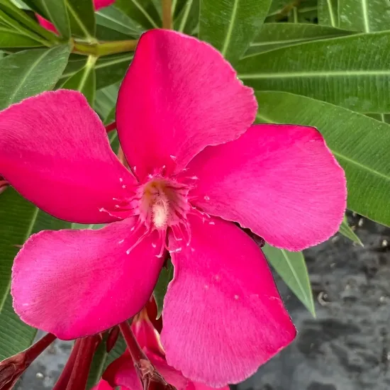 Laurier rose 'Rosanie' (Nerium oleander)