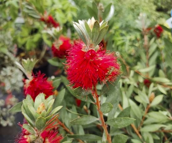 Rince-bouteille 'mini red'