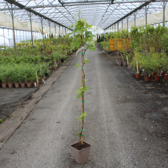 Vigne 'De table centennial seedless'