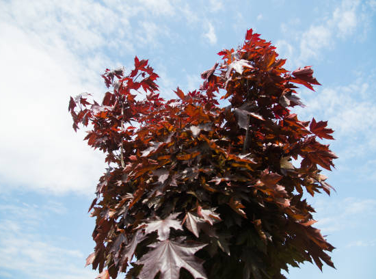Copalme d'amérique 'Cepee'