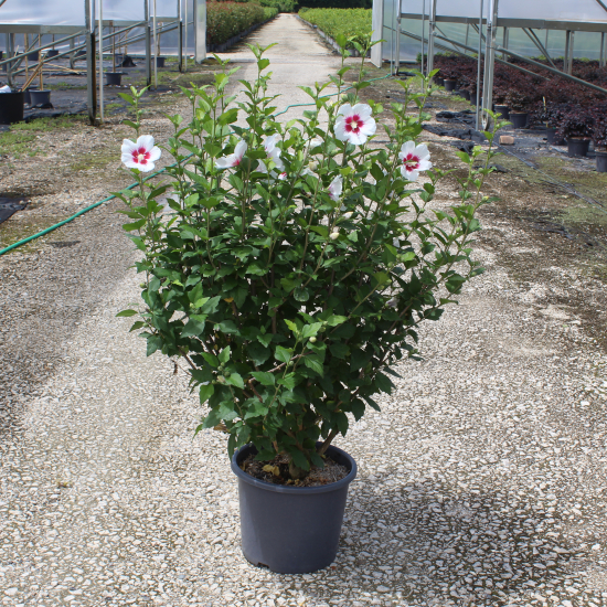 Althéa 'Red heart blanc'