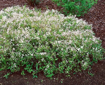 Deutzie grêle 'Nikko'