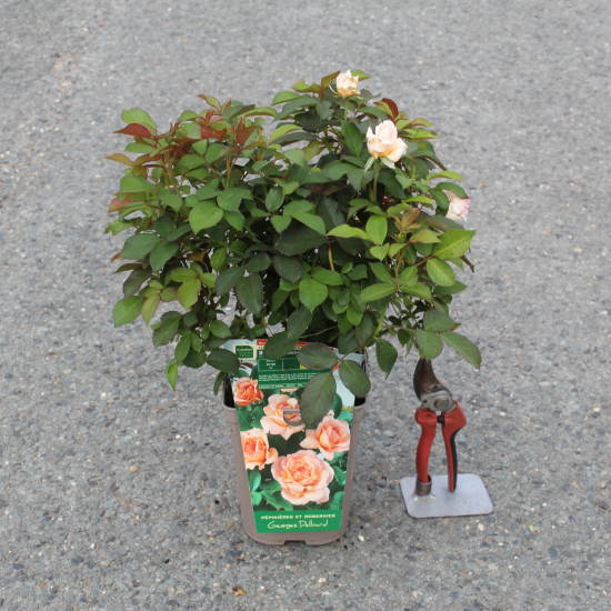 Rosier 'Belle du seigneur '