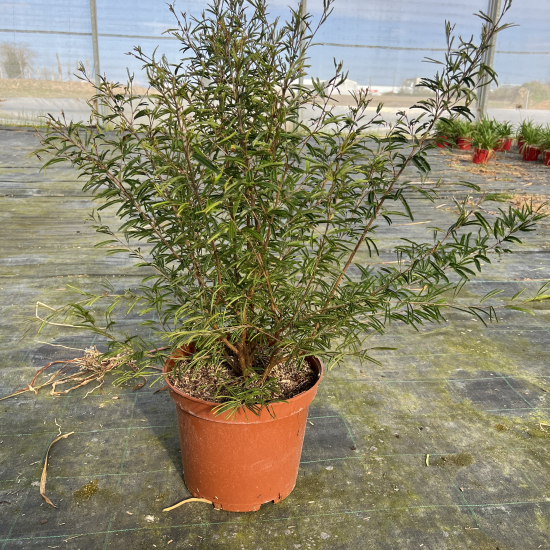 Calliandra Dixie Pink