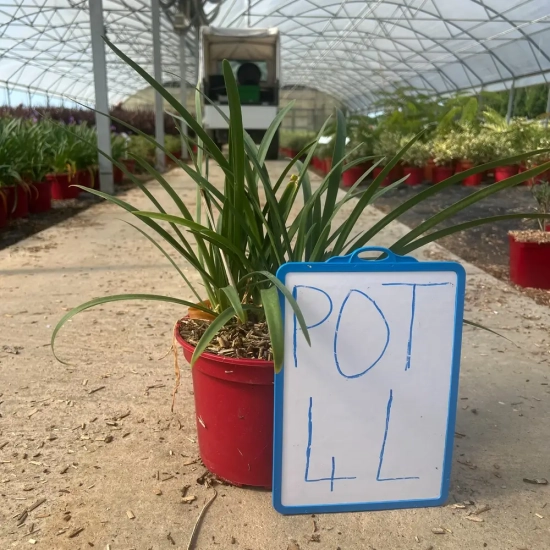 Agapanthe 'Pitchoune' ® Bleu