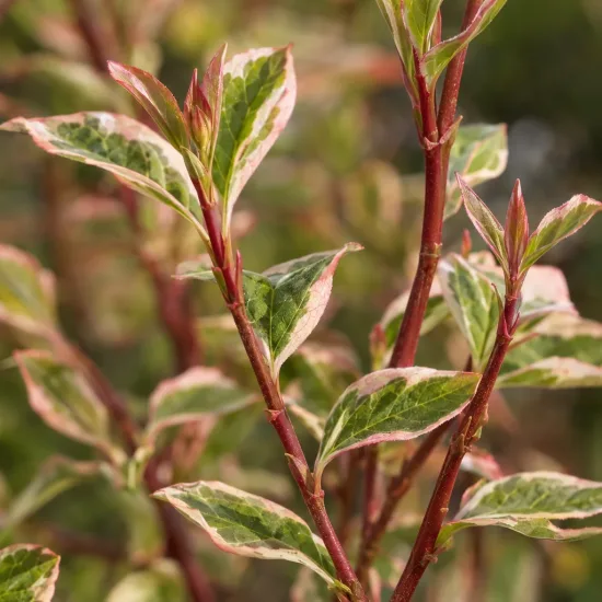 Cornouiller à feuilles alternes 'Pinky spot' (Cornus alternifolia) — feuillage panaché vert et crème à bord rosé · Photo d'illustration