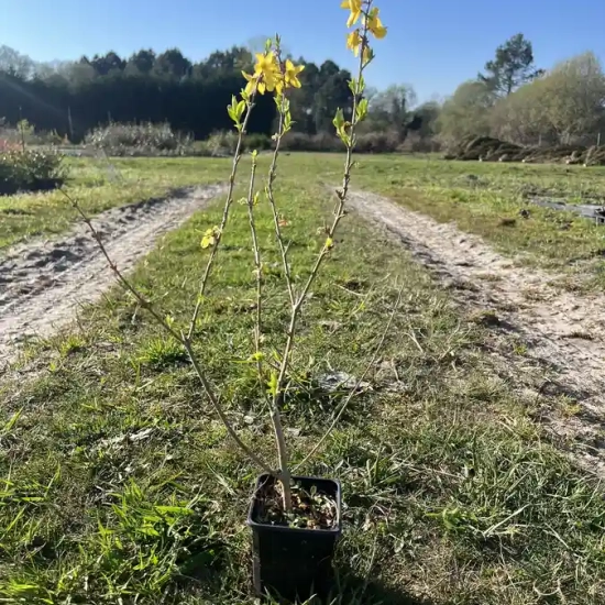 Forsythia 'Lynwood'