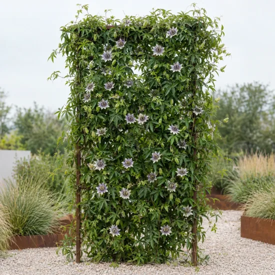 Fleur de la passion (Passiflora × colvillii) — grimpante fleurie sur support vertical dans jardin · Photo d'illustration