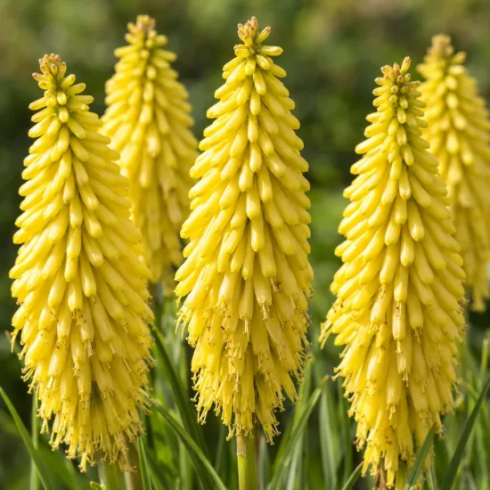 Kniphofia 'Poco® citron' — grappes florales jaunes dressées sur fond vert
