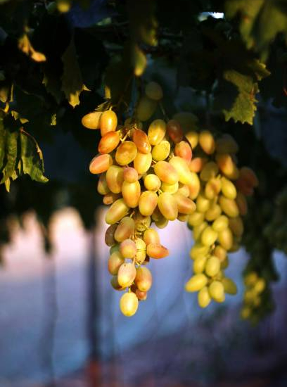 Vigne 'De table dattier de beyrouth'
