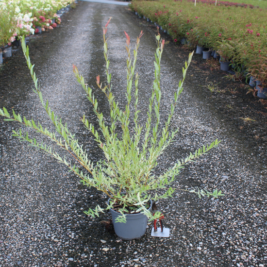 Saule crevette 'Hakuro nishiki'