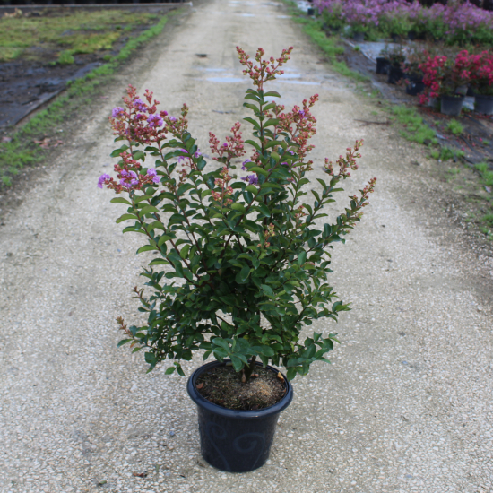 Lilas des indes 'Sweet lavender'