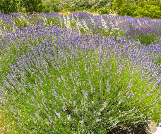Lavandin 'Dutch lavander'