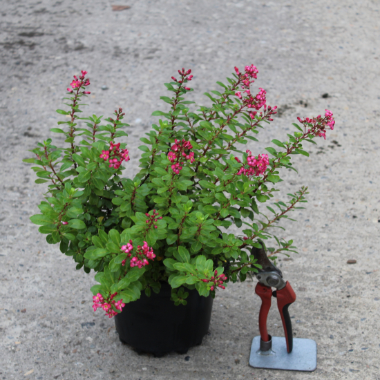 Escallonia 'Red dream'