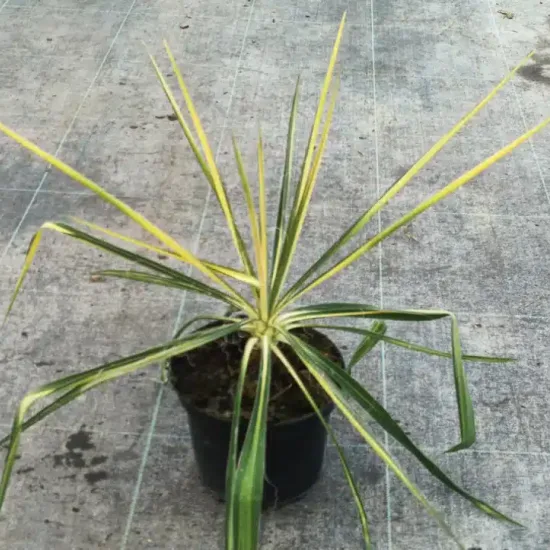 Yucca 'Golden sword' (Yucca flaccida) — jeune plant graphique aux longues feuilles panachées · Pot 2.5L