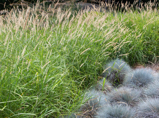 Herbes aux écouvillons 'little bunny'