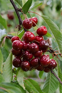 Cerisier 'Delice de malicorne'