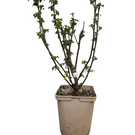 Groseillier à grappes 'Versaillaise blanche'