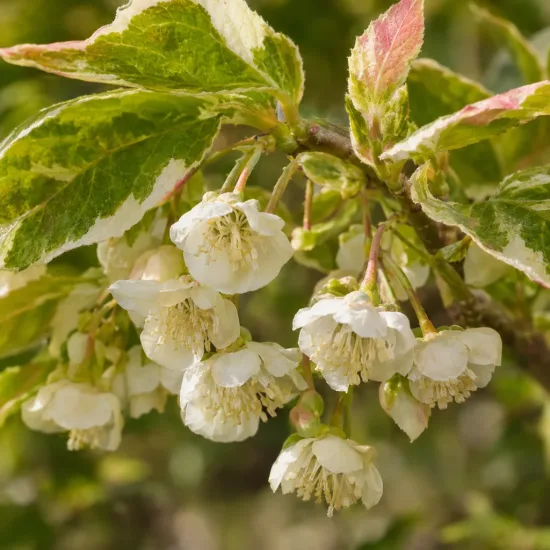 Kiwi arctique 'Adam' (Actinidia kolomita) — grappes de petites fleurs blanches et feuillage panaché · Photo d'illustration