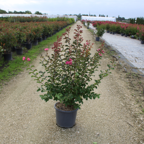Lilas des indes 'Souvenir d'andre desmartis'