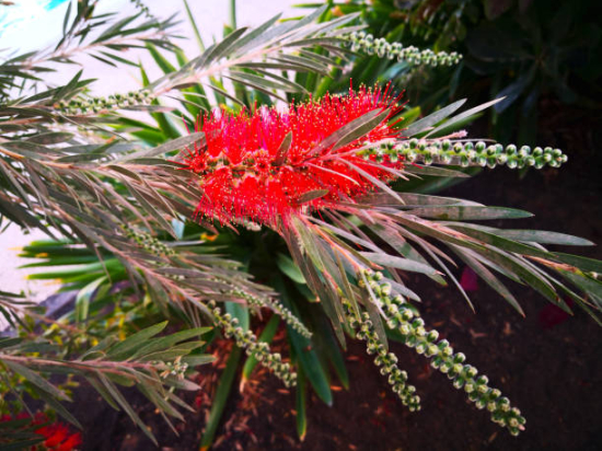 Rince-bouteille 'Captain Cook'