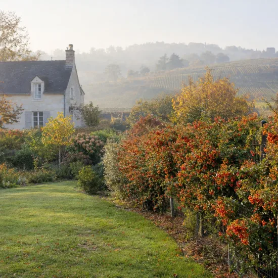 Buisson-ardent (Pyracantha) — haie arbustive aux fruits orangés devant maison · Photo d'illustration