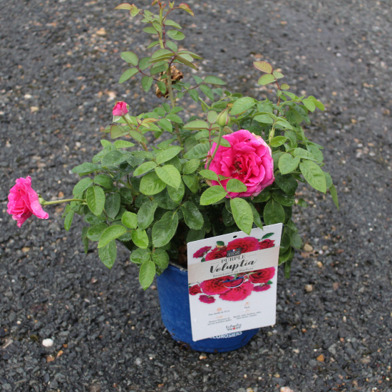 Rosier 'Purple voluptia'