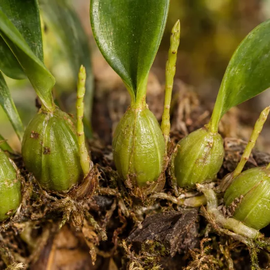 Orchidée (Bulbophyllum schinzianum) — gros plan sur pseudobulbes verts avec petites feuilles
