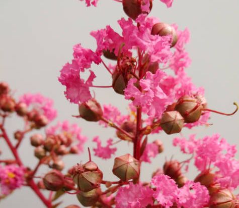 Lilas des indes 'Shell pink'