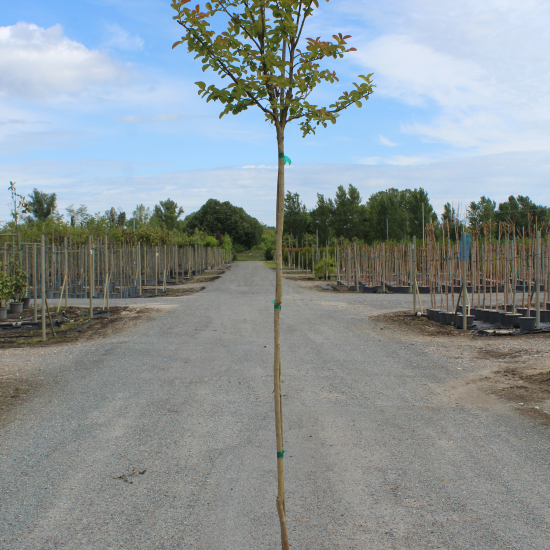 Lilas des indes 'Yang tse'