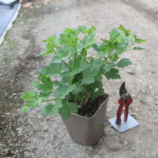 Groseillier à maquereau 'A maquereaux invicta blanc'