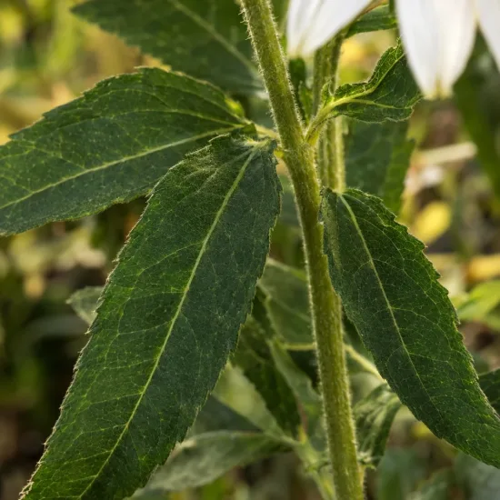 Échinacée 'Alba' (Echinacea purpurea) — gros plan sur tige et feuilles vertes · Photo d'illustration