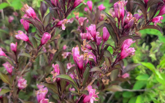 Weigelia 'Alexandra'