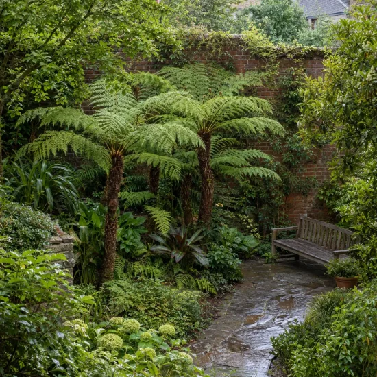 Fougère arborescente d'australie (Cyathea cooperi) — groupe de fougères arborescentes dans un jardin ombragé · Photo d'illustration