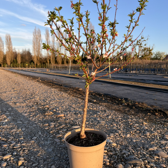 Amandier 'Garden prince'