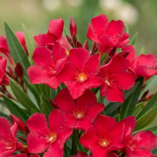 Laurier rose (rouge) — grappe de fleurs rouges avec feuillage vert