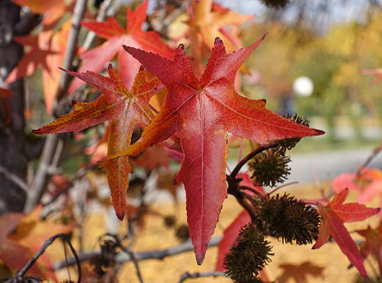 Copalme d'amérique 'Cepee'