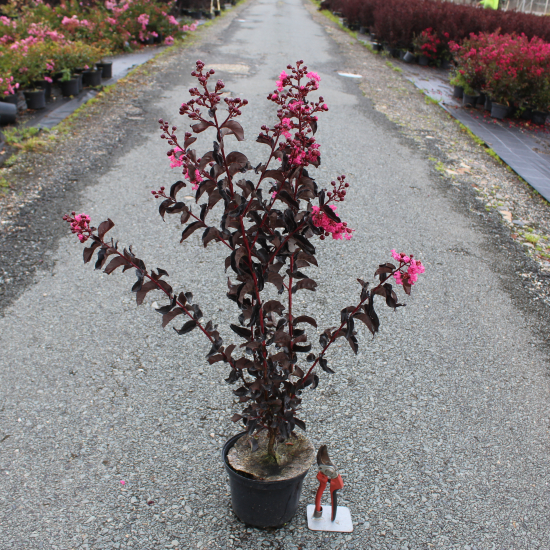 Lilas des indes 'Red hot'