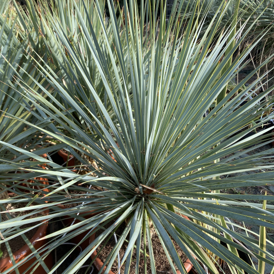 Yucca Rostrata