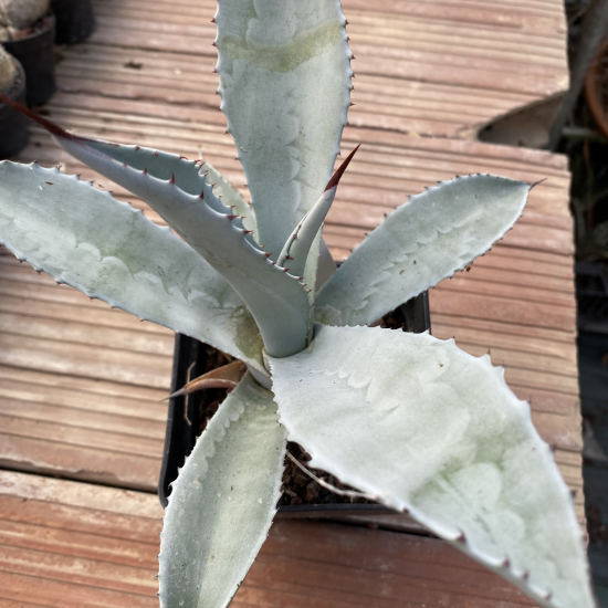 Agave franzosinii