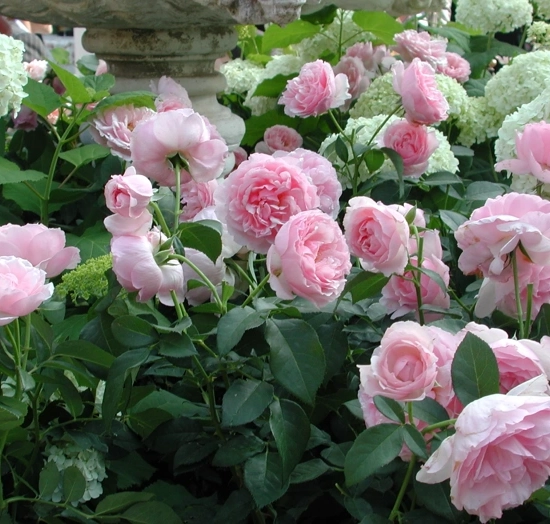 Rosier 'L'autre rose '