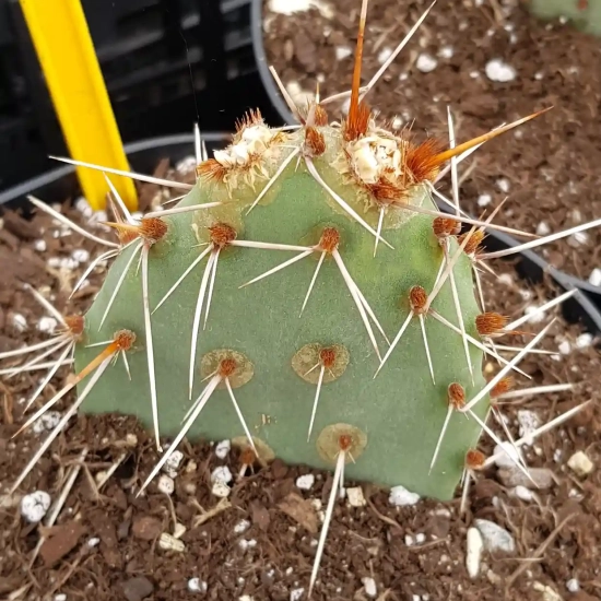 Opuntia  polyacantha