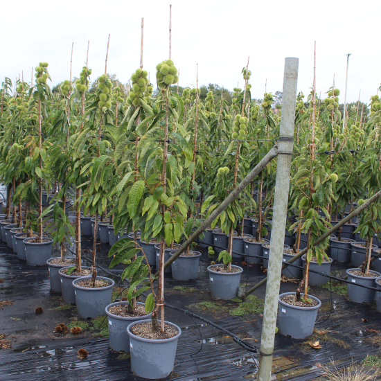 Châtaigner 'Marigoule'