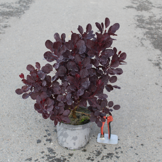 Arbre à perruque 'Royal purple'