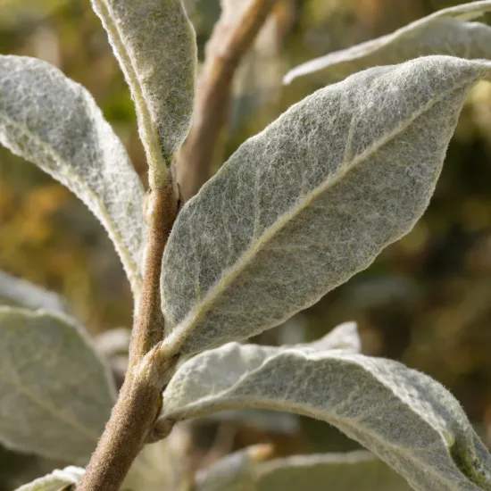 Arbre aux papillons d'hiver (Buddleia auriculata) — gros plan de feuilles allongées duveteuses · Photo d'illustration
